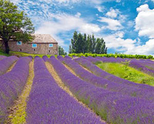 Lavande-Cote-d-azur-Secret-Riviera