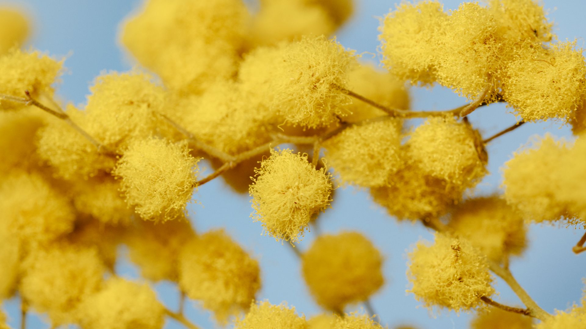 Branches de mimosa en fleurs sous un ciel bleu