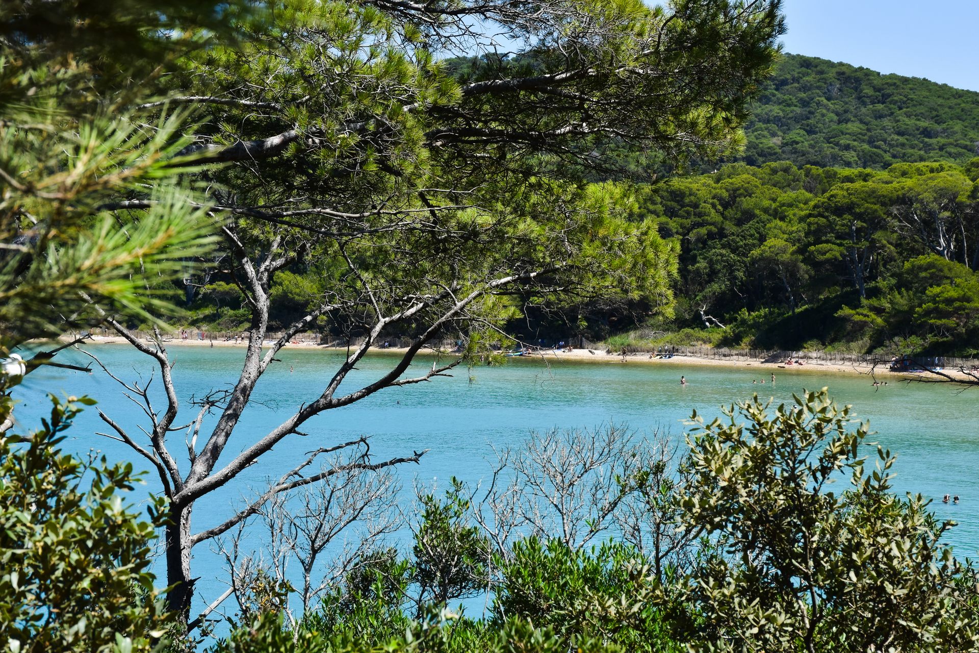 Plage de Porquerolles bordée de pins et eau turquoise